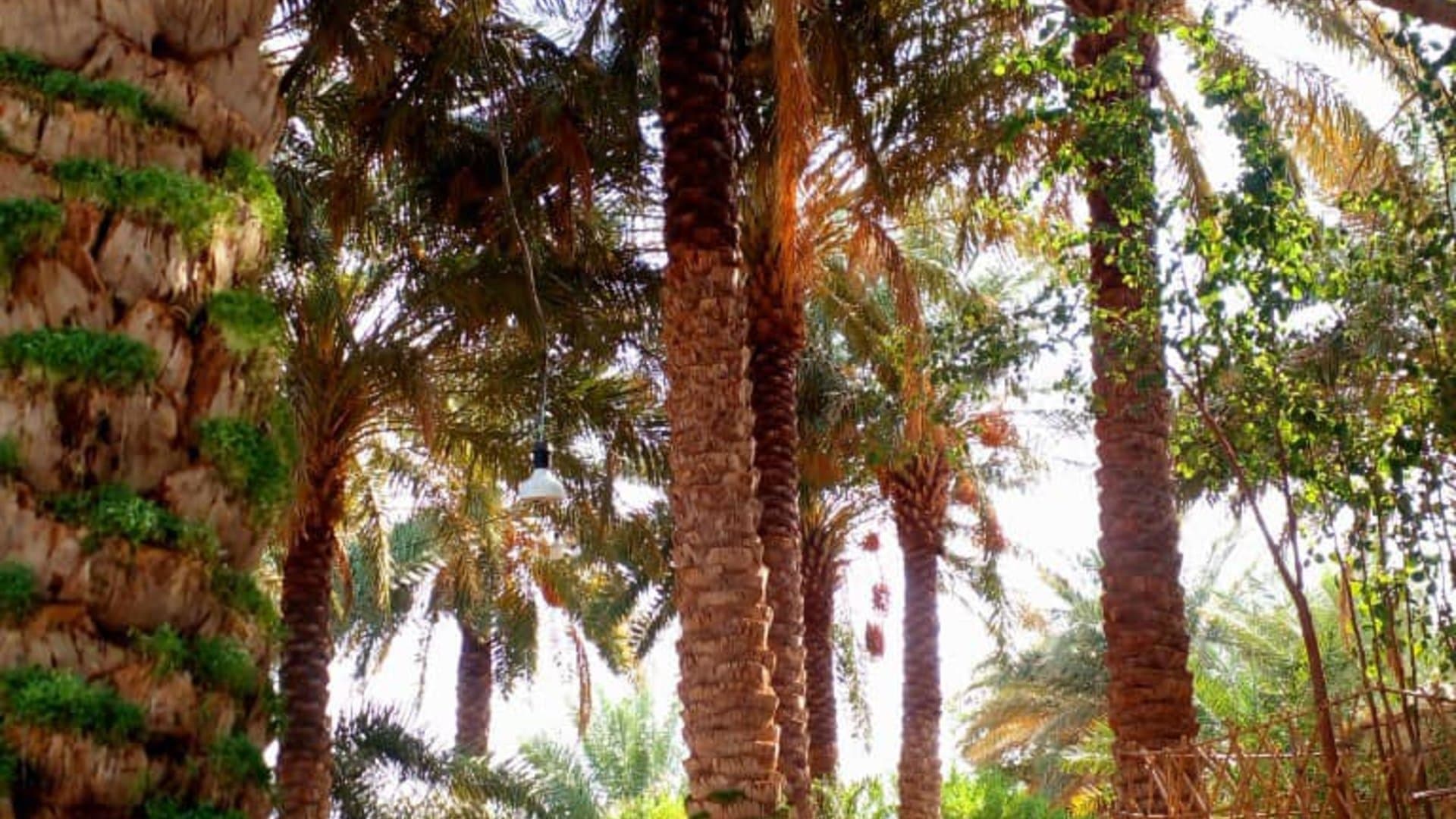 بومگردی کلوت _شفیع اباد